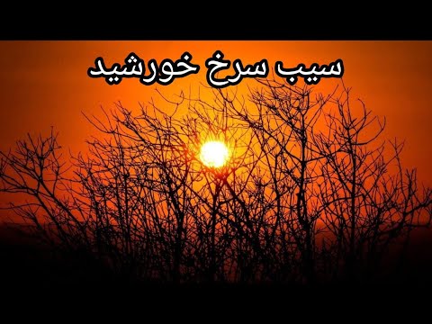 سیب سرخ خورشید